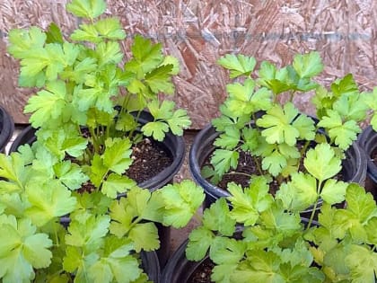 Свежий укроп и петрушку едим круглый год: вот как сохранить зелень на зиму максимально полезной и красивой — без сушки, заморозки и соли