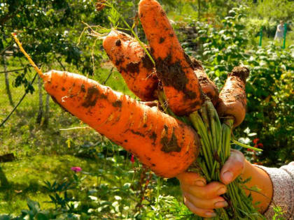 Морковь-гигант без трещин: секретная подкормка в июле для рекордного урожая