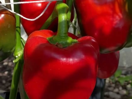 2 литра раз в неделю под куст: сладкие и толстые перцы будете собирать коробами — самая эффективная подкормка в период плодоношения