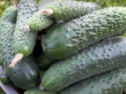 Эта простая, но мощная подкормка творит чудеса: огурцы активно плодоносят до самых заморозков — урожай собираю мешками