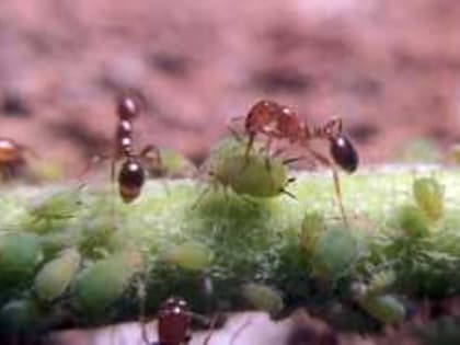 Муравьев истребляю только так: Результат через 24 часа, эффективность 100% - старый дедовский способ