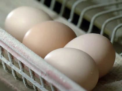 Азербайджанские яйца появятся на полках магазинов: они всех сильно удивят