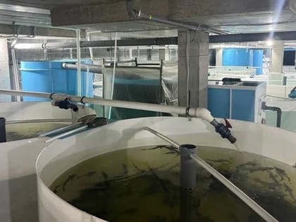 Удивительная осетровая ферма появилась в Башкирии