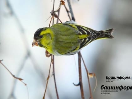 В Башгидрометцентре рассказали о погоде в марте