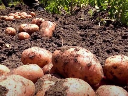 Картошка растет размером с кочан капусты: 5 советов по выращиванию богатого урожая — проверено агрономом