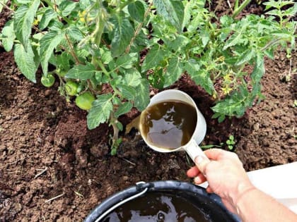 Помидоры прут как на дрожжах: Старое русское удобрение активирует рост в разы — залил, перемешал, настоял — и готово