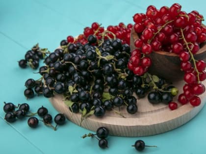 Опытные дачники выбирают только этот сорт черной смородины: гигантские ягоды, 6 кг с куста