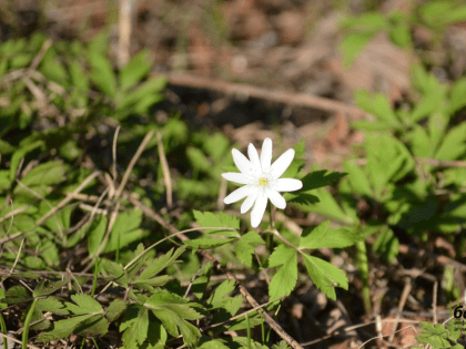 В Башкирии на этой неделе воздух прогреется  до +16 градусов