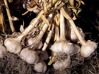 Новые инициативы в области здравоохранения: как технологии меняют подход к лечению