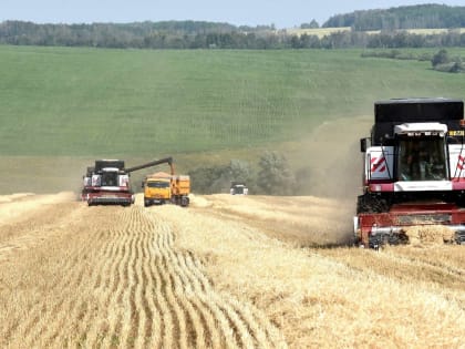 В Башкирии обмолочено более половины полей с озимыми зерновыми
