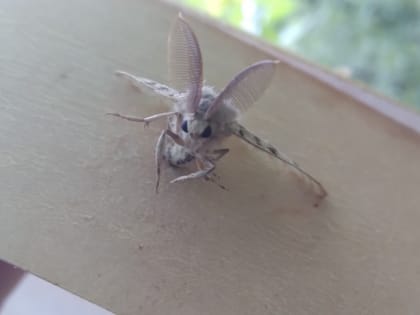 В заповеднике «Шульган-Таш» в Башкирии испытывают феромонные ловушки для борьбы с шелкопрядом