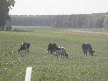 Грант помог фермеру из Башкирии развить хозяйство