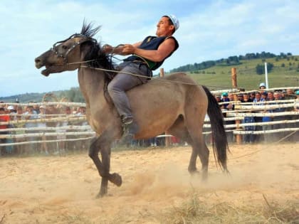 В Башкирии лошадей местной породы будут изучать в научно-исследовательском институте