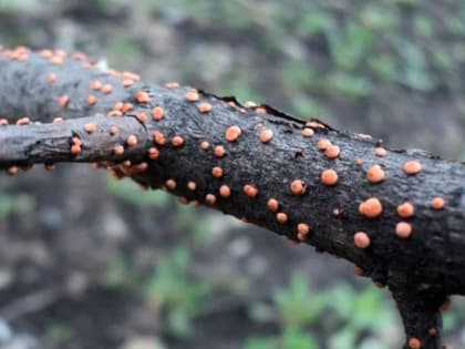 Эта болезнь может уничтожить весь урожай яблок: не упустите момент