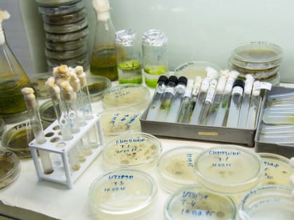 Альгологи БГПУ им. М. Акмуллы разработали биостимулятор, заменяющий химические удобрения