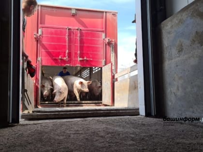 Одобренный на «Инвестчасе» Главы Башкирии проект свинокомплекса вышел на полную мощность