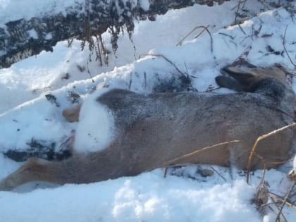 В Башкирии задержаны с поличным жители Баймакского района, застрелившие двух косуль