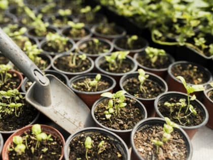 Секреты успешного выращивания рассады цветов круглый год