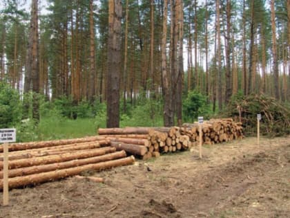 В Башкирии молодые специалисты смогут получать лес для строительства дома