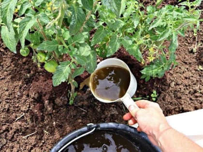 Распространенные удобрения, которые могут навредить вашим помидорам и оставить вас без урожая.