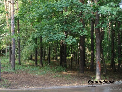 В Башкирии участки на территории десяти лесничеств выставлены на продажу