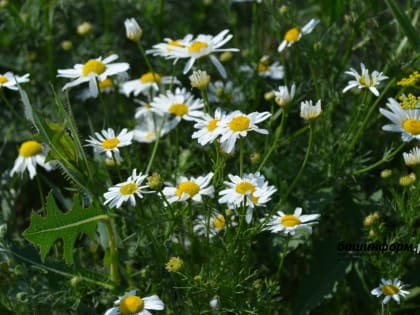 В Башкирии прогнозируется жаркая и ветреная погода