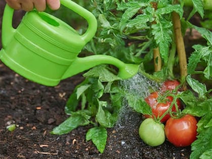 Можно ли в жару поливать огород холодной водой — отвечает агроном Давыдова: Этого вы точно не знали