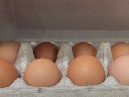 Путин ответил что будет с ценами на яйца: он по-настоящему удивил