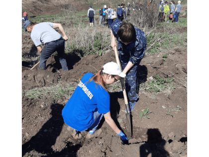 В районе прошла акция "Сад памяти"