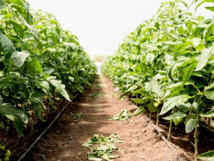 Используйте золу правильно: ошибаются 99% садоводов