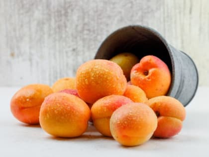 Этот сорт абрикоса стал любимым среди дачников: вырастет размером с апельсин