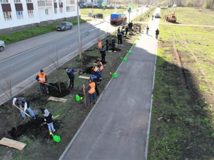 В микрорайоне Затон высадили 60 деревьев мелколистной липы