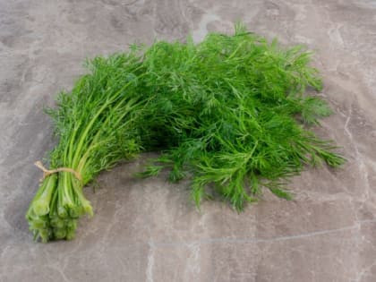 Дачники сеют этот сорт укропа сразу после схода снега: прорастает моментально