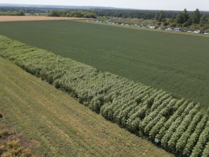 В Башкирии количество застрахованных посевных площадей выросло вдвое