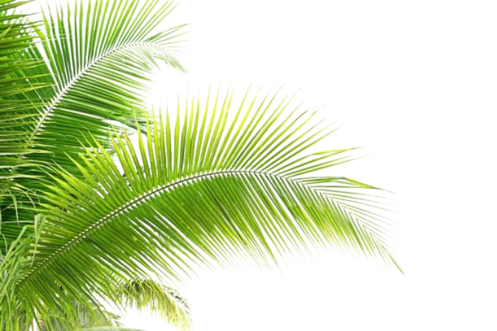 Daun Kelapa