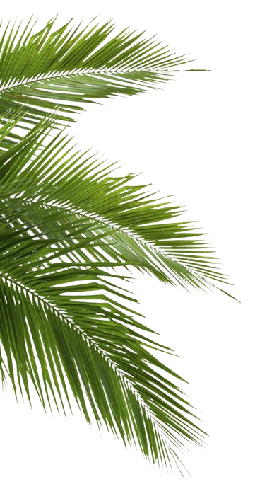 Daun Kelapa