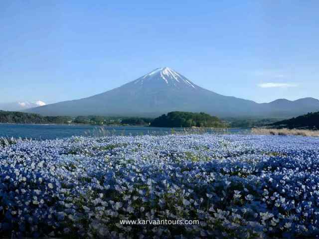 A sprawling field of small blue flowers (nemophila) in full bloom at Oishi Park, with the iconic Mount Fuji rising majestically over Lake Kawaguchi in the distance.