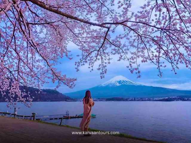 A person standing on a lakeshore taking a photo of Mount Fuji, framed by blooming cherry blossom branches hanging from above in the spring.