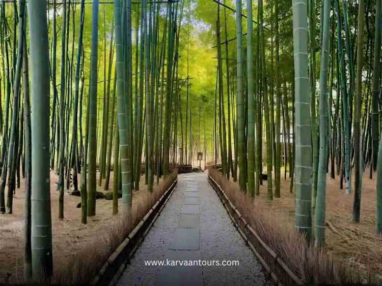 Hokokuji Bamboo Forest Guide: Kamakura Temple and Tea