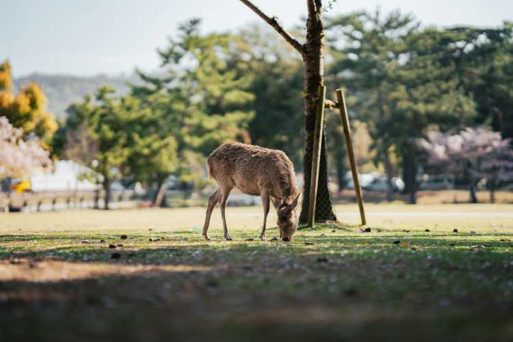 Kyoto & Nara Full-Day Cultural Heritage Tour image 3