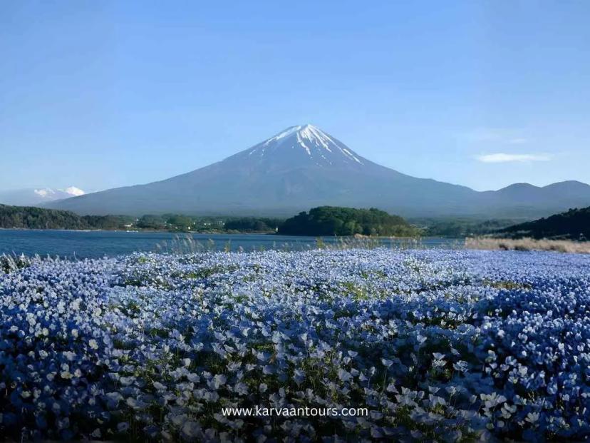 A sprawling field of small blue flowers (nemophila) in full bloom at Oishi Park, with the iconic Mount Fuji rising majestically over Lake Kawaguchi in the distance.