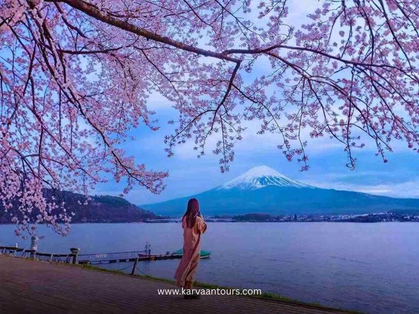A person standing on a lakeshore taking a photo of Mount Fuji, framed by blooming cherry blossom branches hanging from above in the spring.