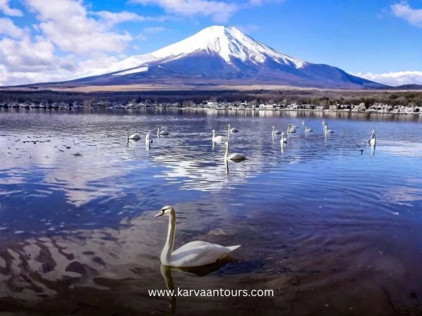 White swans swimming in Lake Yamanaka with Mt Fuji background