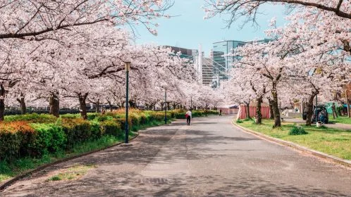 Kawazu Cherry Blossom Festival Tour | Private Transport & Scenic Sakura Views