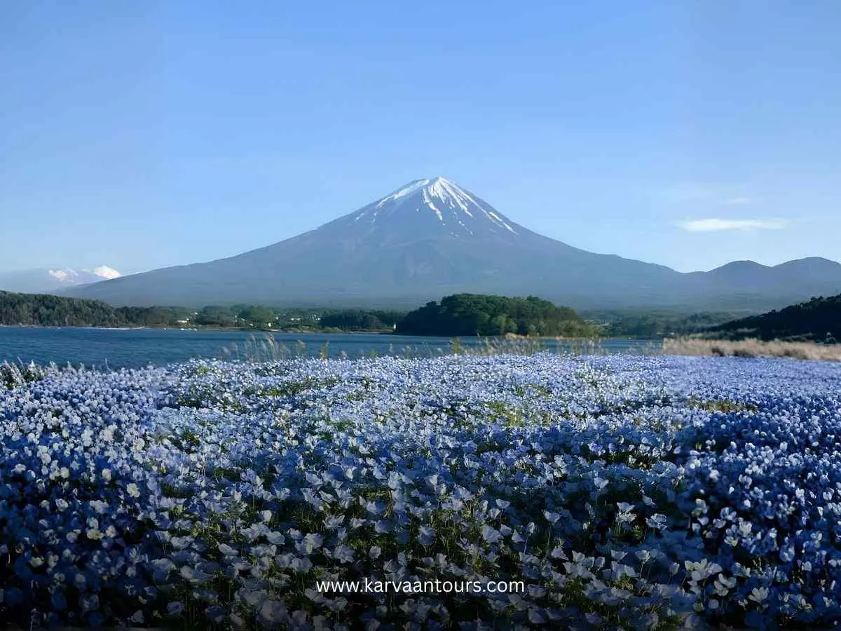 A sprawling field of small blue flowers (nemophila) in full bloom at Oishi Park, with the iconic Mount Fuji rising majestically over Lake Kawaguchi in the distance.