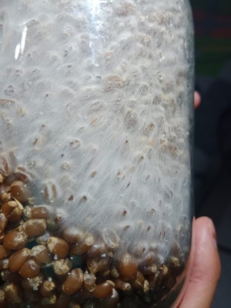 Semilla Colonizada