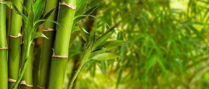 бамбуков продукт, изделия от бамбук, бамбук ползи, бамбук изделия