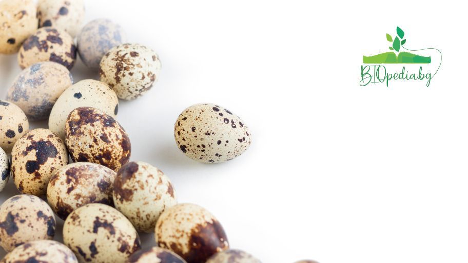 Quail eggs | Everything you need to know about them