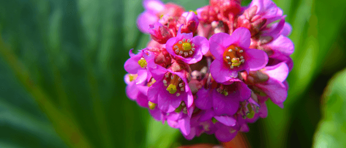 зимни цветя, бергения