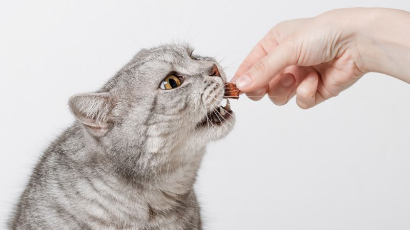 Дресиране на котка